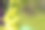 剑兰、剑花、五颜六色的剑兰在花园里盛开。唐菖蒲花的特写。鲜艳的剑兰在夏天开花。绿色背景上的大花和花蕾。图片下载