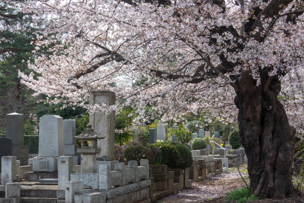 日本风格的坟墓花园，有美丽的樱花图片下载