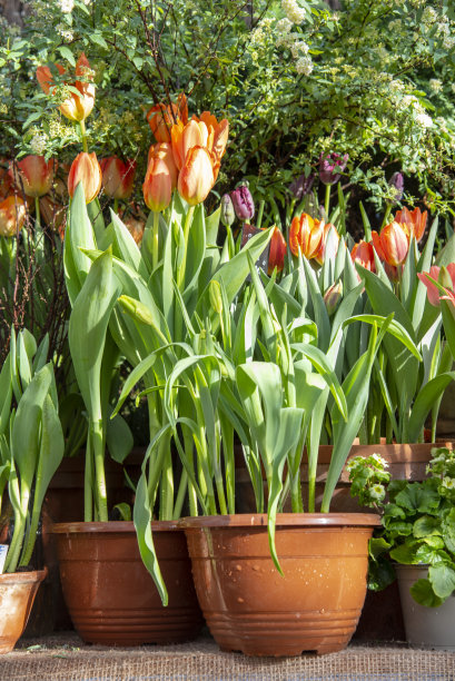 许多陶罐排成一排，上面种着春天的花。图片下载