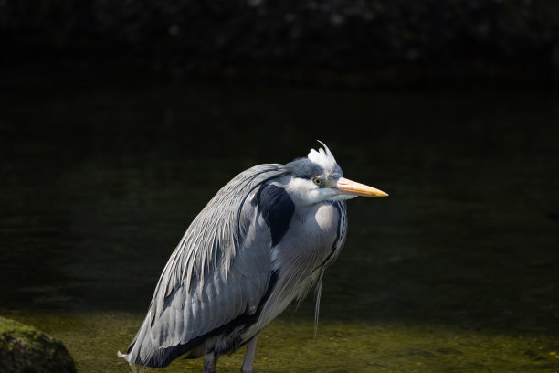 一只鸟，它的腿站在水里，观察周围的环境，看看是否有什么吃的。一个美丽的生物。图片下载