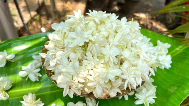 茉莉花和花蕾特写微距摄影图片下载
