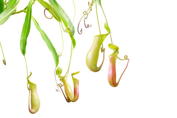 猪笼草，忘年草孤立在白色背景与修剪路径图片下载