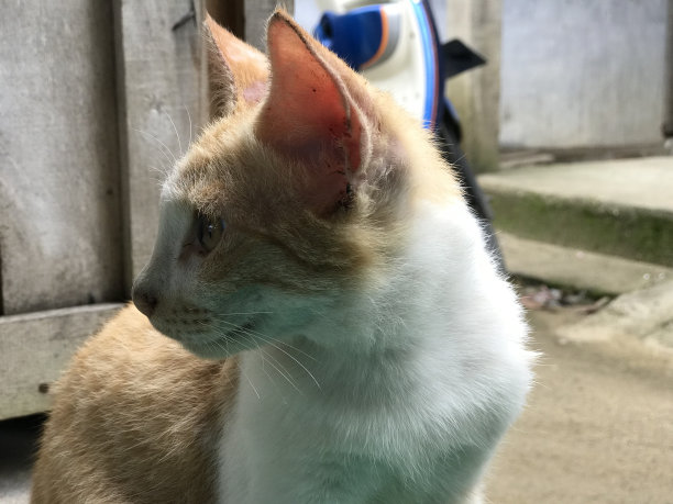 美丽的白色可爱的猫为传单，海报，广告等图片下载