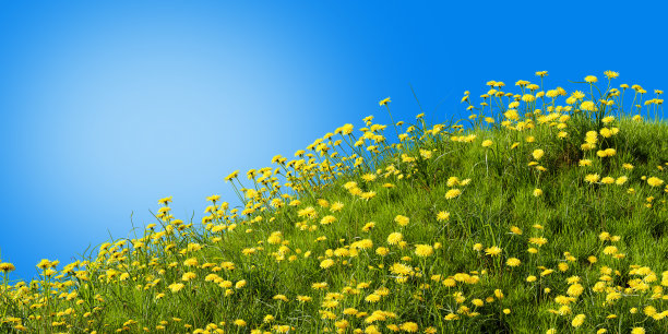 草地蒲公英，3d渲染。草地上的花在蓝色的背景上图片下载