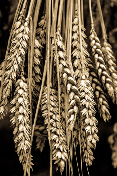 谷物装饰-特写图片下载