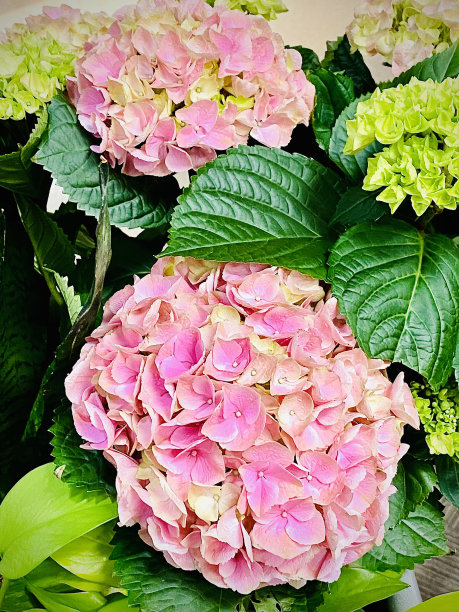 春天的粉色绣球花图片下载