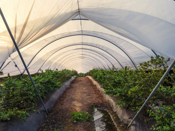 蓝莓温室的内部图片下载