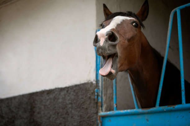 一张打呵欠的马的滑稽照片。农场动物和马术运动的主题图片下载