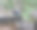 风化木上的蹲着的斯特勒的杰图片下载