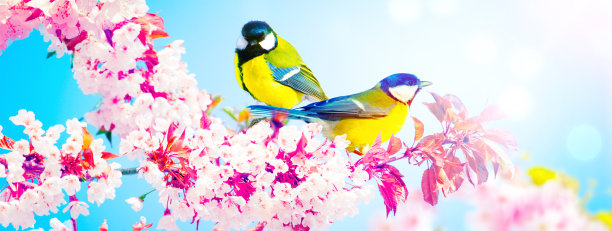 春天的时候，大山雀坐在树枝上图片下载