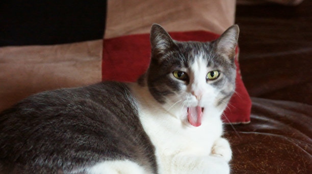 笑虎斑猫图片下载