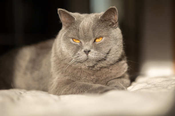 躺着的灰色猫与橙色眼睛的肖像特写。英国蓝色短毛猫。有选择性的重点图片下载