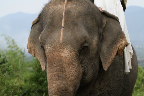 泰国大象是参加活动和婚礼的大象。图片下载