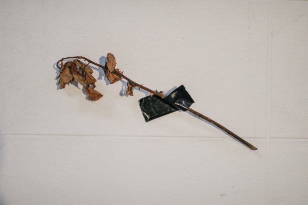 凋谢的玫瑰和干在墙上。概念上的孤独或年龄的复古色调，破碎的心的象征。爱情无望，问题重重，悲伤，孤独。图片下载