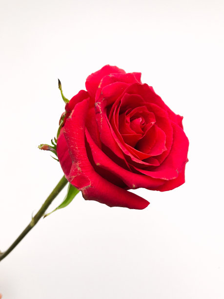 简单的玫瑰肖像，白色背景上的红玫瑰静物画，植物的极简主义图片下载