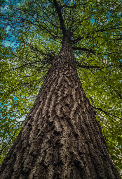 对角线拍摄向上看树干，朝向树冠。图片下载