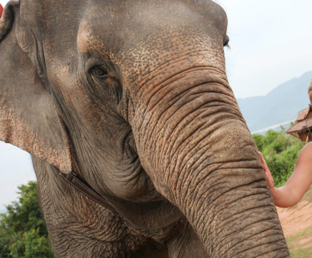 人类的手爱抚着大象的鼻子的特写镜头。图片下载