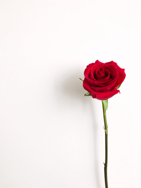 简单的玫瑰肖像，白色背景上的红玫瑰静物画，植物的极简主义图片下载