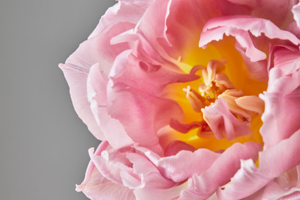 花束中的牡丹状郁金香。花的微距照片。春天观念，送礼为三八国际妇女节。图片下载