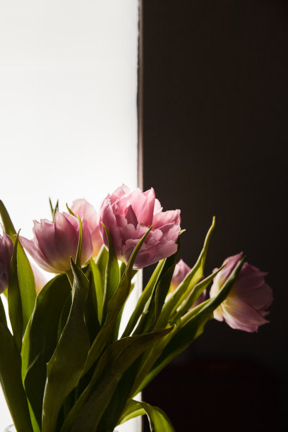 花束中的牡丹状郁金香。花的微距照片。春天观念，送礼为三八国际妇女节。图片下载