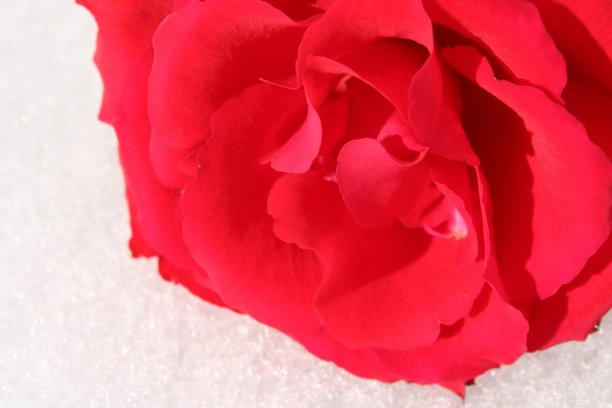 雪桌上的红玫瑰花图片下载