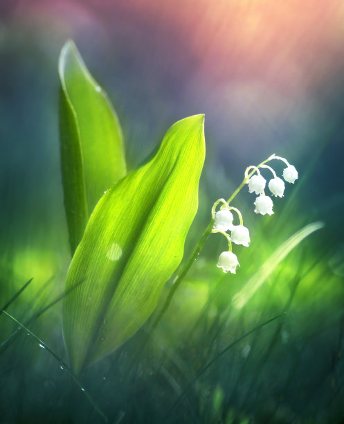 美丽的春花在清晨的森林里，沐浴在柔和的阳光中。图片下载