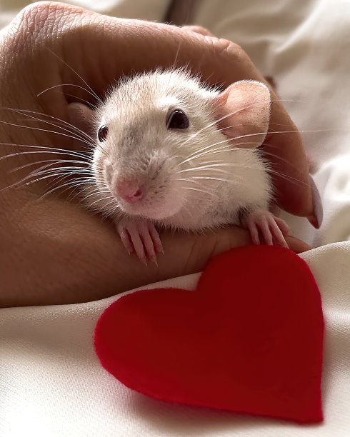 一只修过指甲的女人手里拿着一只小白鼠。在浅色的背景上。附近躺着一颗红心。情人节的概念，可爱的图片图片下载