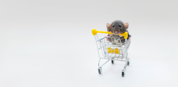 横幅灰色有趣的老鼠小飞象在白色背景的篮子里。她有黑色的眼睛和大耳朵。宠物的概念，用于宠物店，宠物用品图片下载