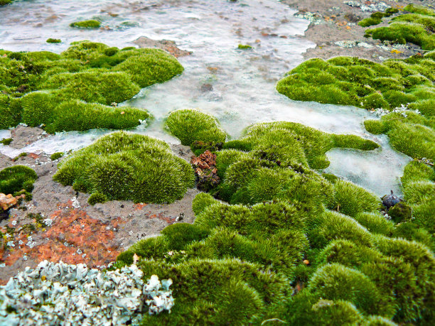 苔藓和地衣，特写镜头图片下载