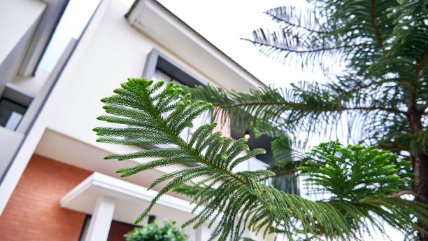 Araucaria树图片下载