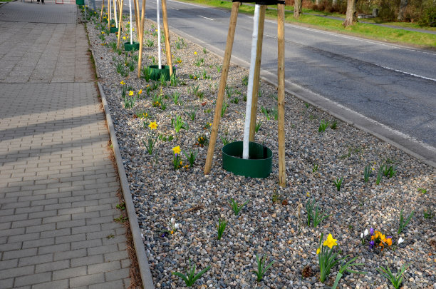 街上新栽的树和花坛。绿色塑料循环水箱。促进水的剂量而不直接损失到树干。覆盖卵石石会减少卵石的蒸发图片下载