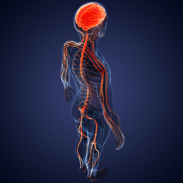 人体神经系统中枢器官的脑解剖图片下载