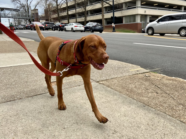 快乐的狗在散步图片下载