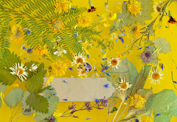 黄色背景上摆着芭蕉和鲜花，悬浮在空中。传统医学的概念，植物疗法，草药，用于配制输液，煎药，酊剂，药粉，药膏，茶。环保。平的。图片下载