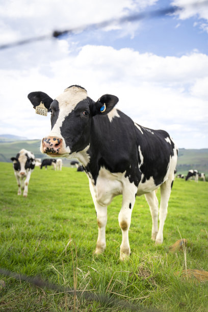 黑色和白色的奶牛图片下载