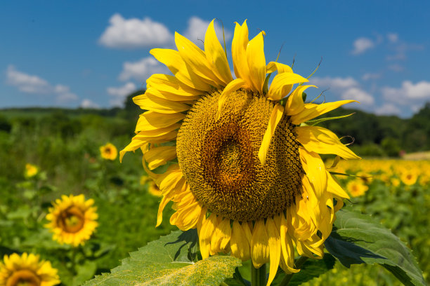 向日葵花close-up.Ukraine。向日葵种子。向日葵的植物。乌克兰向日葵田里的照片。图片下载