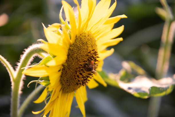 向日葵图片下载