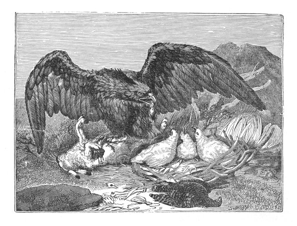 老鹰喂雏鸟在巢上的小鸡-复古雕刻插图图片下载