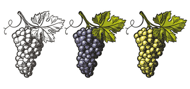 葡萄的颜色了图片下载