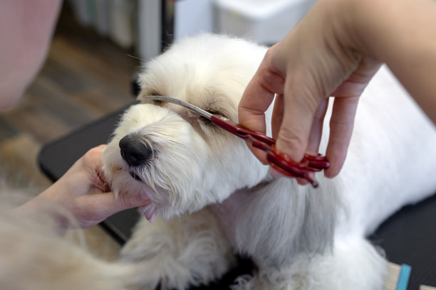 狗梳理毛发。可爱的白狗的鼻口剪图片下载