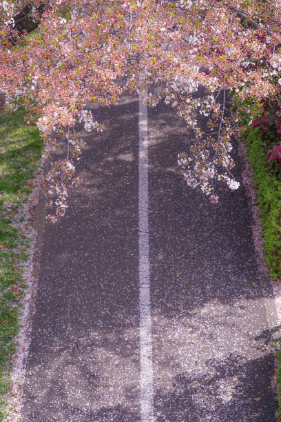 樱花在路上飞舞图片下载