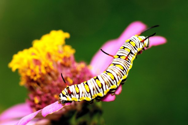 粉红色花瓣上的毛毛虫-动物行为。图片下载