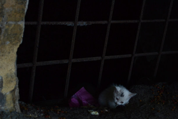无家可归饥饿的小白猫坐在一个肮脏的地下室里图片下载