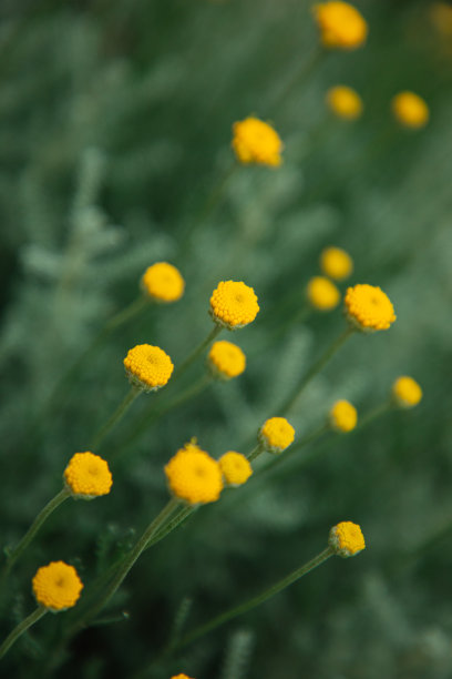 黄色的花图片下载