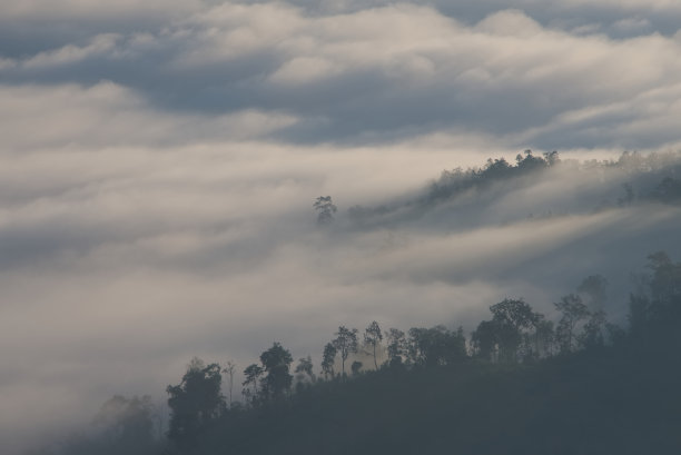 森林上空的雾海图片下载