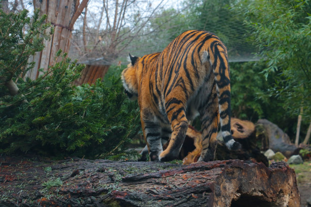 一只美丽的小老虎站在树上。野生动物。图片下载