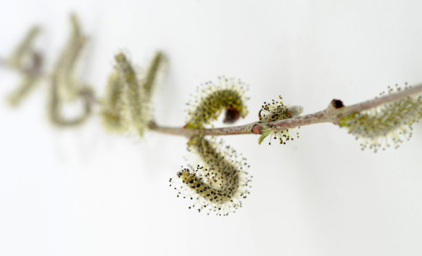 大自然在春天苏醒。盛开的柳枝和毛茸茸的柳絮。工作室图片在白色背景图片下载