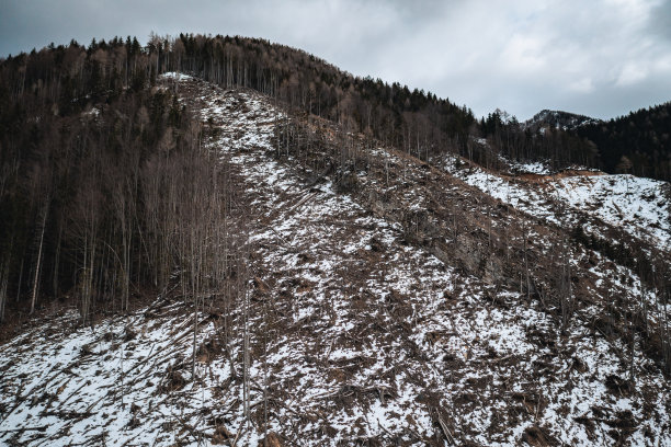 森林砍伐。马来西亚热带雨林伐木的航拍照片图片下载