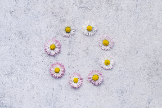 雏菊图案圆概念。把春天和夏天的花平铺在纸上图片下载