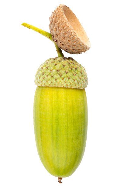 孤立的橡果在白色背景上。图片下载